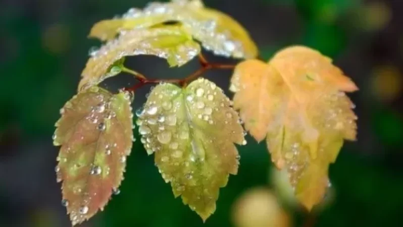 Առաջիկա օրերի եղանակը Հայաստանում