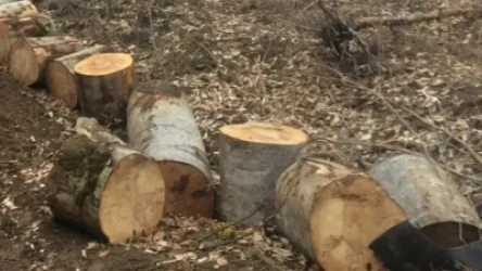 ՏԵՍԱՆՅՈՒԹ․ Ապօրինի փայտահատն անտառապահն էր․ մանրամասներ