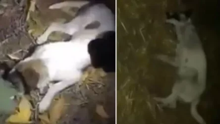 ՏԵՍԱՆՅՈՒԹ. Կենդանաբանական այգու աշխատակիցներն ու մասնագետները վնասազերծել են թափառող շներին