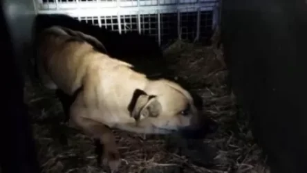 Կենդանաբանական այգում այս գիշեր ևս 2 շուն են բռնել