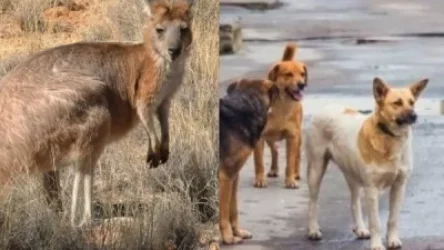 «Իրատես». Կենդանաբանական այգու տնօրենից վրե՞ժ են լուծել. շները եղել են լավ վարժեցված