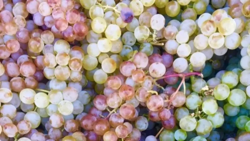 Գինու հեղափոխության մասին. Փաշինյանը` Forbes-ի անդրադարձի մասին