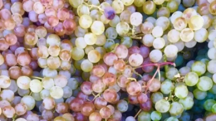 Գինու հեղափոխության մասին. Փաշինյանը` Forbes-ի անդրադարձի մասին