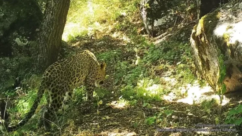 Կադրեր են հայտնվել Կովկասյան ընձառյուծի զբոսանքից