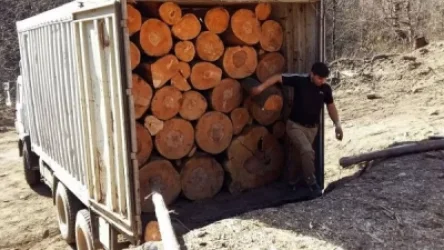 Ապօրինի ծառահատման հետքերով. ինչ է բացահայտվել