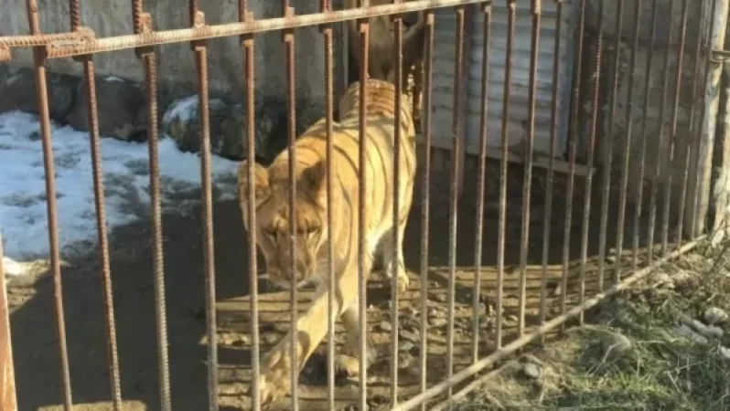 The Rock of the Tiger Enclosure at Yerevan Zoo Collapses