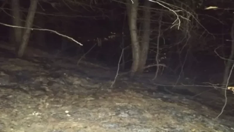 Հրդեհ «Դիլիջան ազգային պարկ» ՊՈԱԿ-ի տարածքում