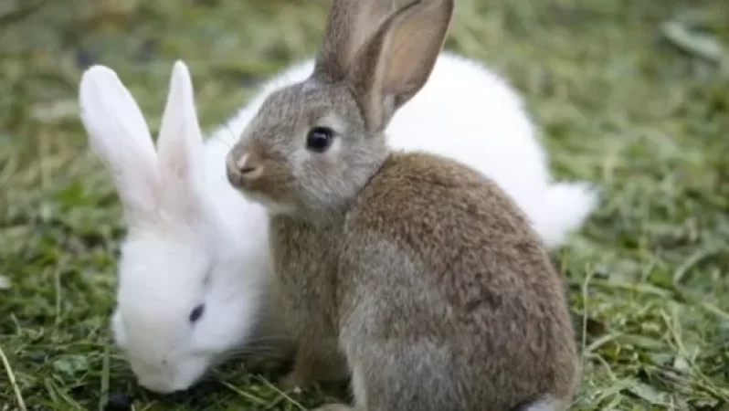 Գյումրիում քաղաքացու տան բակի մառանից գողացել են 7 հատ թութակ, 6 բադ, 4 ճագար