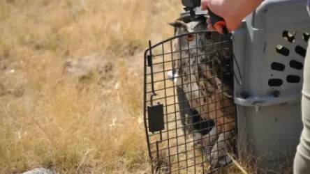 ԼՈՒՍԱՆԿԱՐՆԵՐ. Բնություն են վերադարձվել փրկված և բուժված կարմիրգրքյան թռչուններ