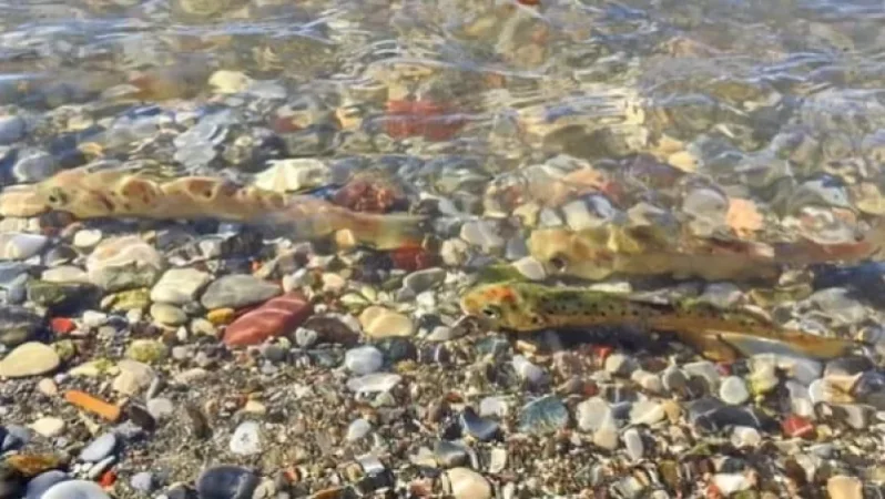 Releases of 2 Subspecies of Juvenile Fish in Lake Sevan