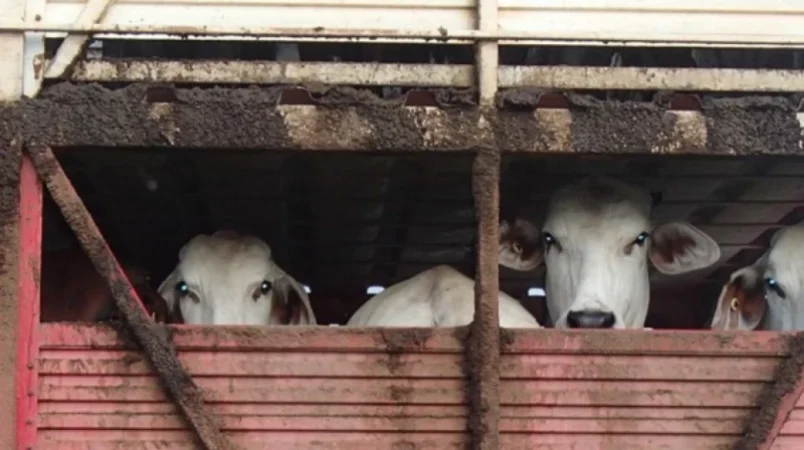 Հրդեհ՝ Տաշիրի անասնագոմերից մեկում․ դուրս է բերվել 100 խոշոր եղջերավոր անասուն