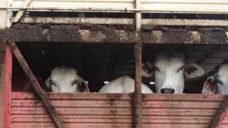 Հրդեհ՝ Տաշիրի անասնագոմերից մեկում․ դուրս է բերվել 100 խոշոր եղջերավոր անասուն