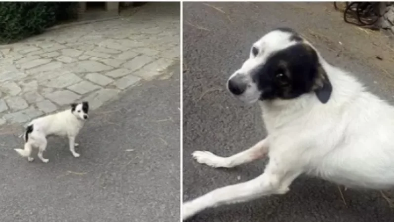 Դիլիջանում շան վրա կրակելու փաստով կատարվում է հետաքննություն․ ոստիկանություն