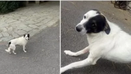 Դիլիջանում շան վրա կրակելու փաստով կատարվում է հետաքննություն․ ոստիկանություն