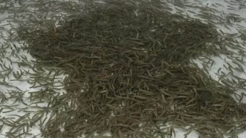 72․ 000 մանրաձուկ են բաց թողել Կարճաղբյուր և Մասրիկ գետերի գետաբերաններին հարակից հատվածում