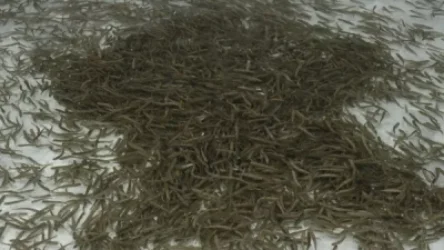 72․ 000 մանրաձուկ են բաց թողել Կարճաղբյուր և Մասրիկ գետերի գետաբերաններին հարակից հատվածում