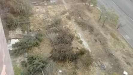 Ֆուչիկի 29 հասցեում ծառեր են հատվել. քաղաքապետարանը ոչինչ անել չի կարող, տարածքը մասնավոր է