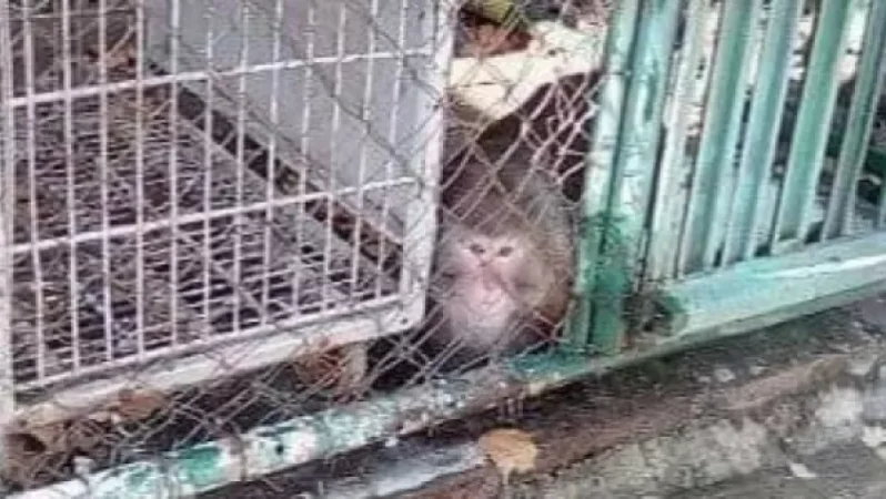 Կապիկն այսօր կտեղափոխվի Կենդանաբանական այգի. Նաիրա Զոհրաբյան