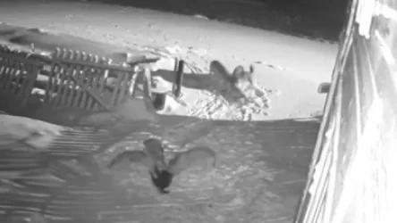 ՏԵՍԱՆՅՈՒԹ. Արխանգելսկում  գայլերի ոհմակը հոշոտել է շներին