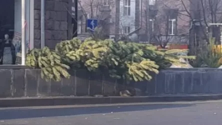 ԱՀԱԶԱՆԳ. Կորյուն-Աբովյան խաչմերուկում հատված բնական եղևնիներ են վաճառվում