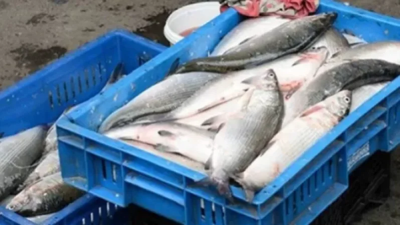 Սիգը վաճառվում է անտրամաբանական ցածր գներով, քանի որ գողացված է. նախարարը մանրամասնում է