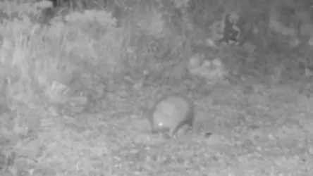 ՏԵՍԱՆՅՈՒԹ․ «Կերած-խմած» ոզնին Խոսրովի անտառում