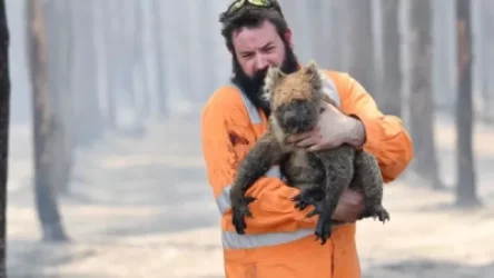 ՏԵՍԱՆՅՈՒԹ. Ավստրալիայում հրդահների զոհ է դարձել ավելի քան 1 մլրդ կենդանի