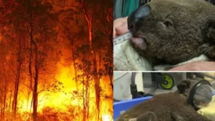 ՏԵՍԱՆՅՈՒԹ․ Ավստրալիայում իսկական աղետ է