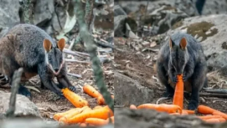 Ավստրալիայում հրդեհից տուժած կենդանիներին բանջարեղեն են նետել ուղղաթիռներից