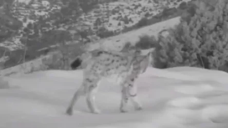 ՏԵՍԱՆՅՈՒԹ. Խոսրովի անտառում տեսախցիկը ֆիքսել է լուսանի