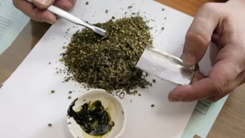 Քրեակատարողական հիմնարկի աշխատակիցները ատամնաբուժարանի սանհանգույցում մարիխուանա են հայտնաբերել
