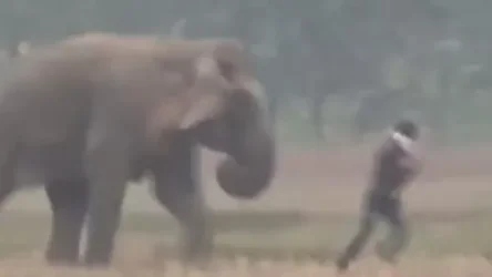 ՏԵՍԱՆՅՈՒԹ․ Հնդկաստանում զբոսաշրջիկները կատաղեցրել են վայրի փղին