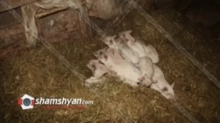 Կարող է ժանտախտ լինել. մեծ թվով խոզերի անկում Աքորի գյուղում