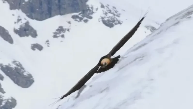 WWF Armenia-ն հրապարակել է մորուքավոր անգղի լուսանկարը