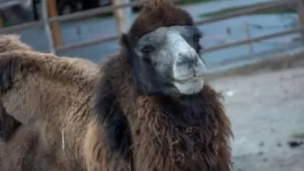 Հայտնի է ուղտի անկման հավանական պատճառը․ կենդանաբանական այգին ժամանակավորապես փակ կլինի