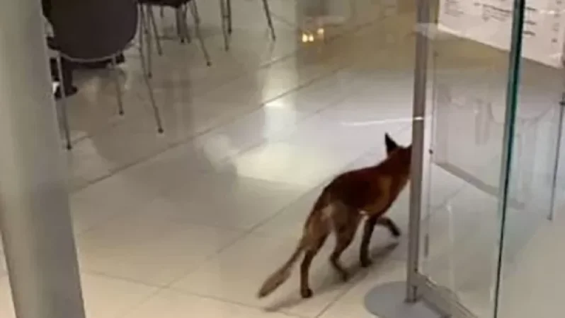 Աղվեսը մտել է Բրիտանիայի խորհրդարան և քաոս ստեղծել