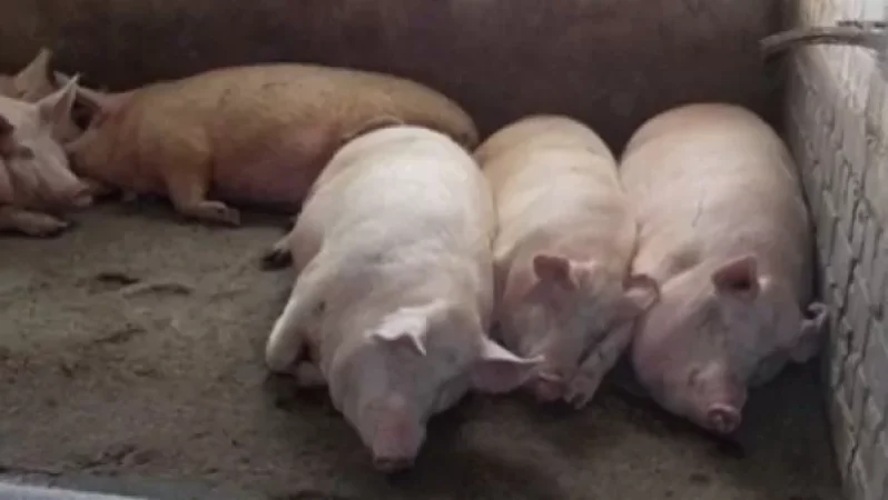 Խոզերի անկման պատճառը անաէրոբային և կոկային ինֆեկցիայի հարուցիչներն են․ ՍԱՏՄ