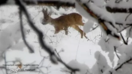 ՏԵՍԱՆՅՈՒԹ․ Եվրոպական այծյամը նույնպես վայելում է ձմեռային հեքիաթը