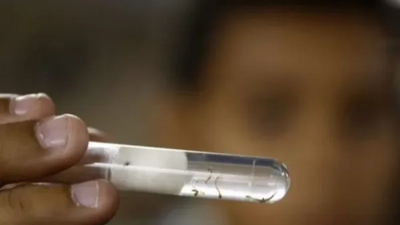 Բրազիլիայում հայտնաբերվել է գիտնականների համար անհայտ վիրուս