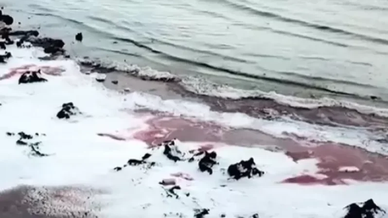 Կասպից ծովը «կարմրել է»