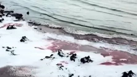 Կասպից ծովը «կարմրել է»