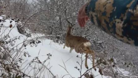 Կանաչ ժամ եկեղեցու հարակից տարածքում այծյամ է հայտնաբերվել