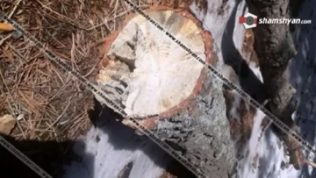 Բացահայտվել  է ապօրինի ծառահատման դեպք