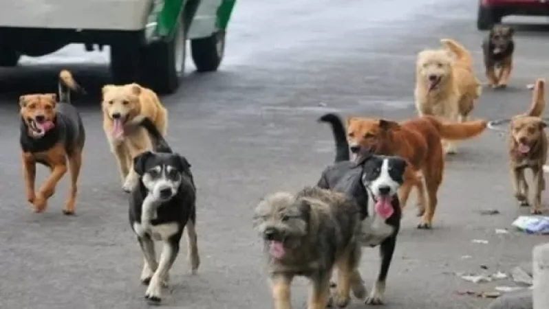 Թափառող կենդանիների վնասազերծման կենտրոնը հայտարարություն է տարածել