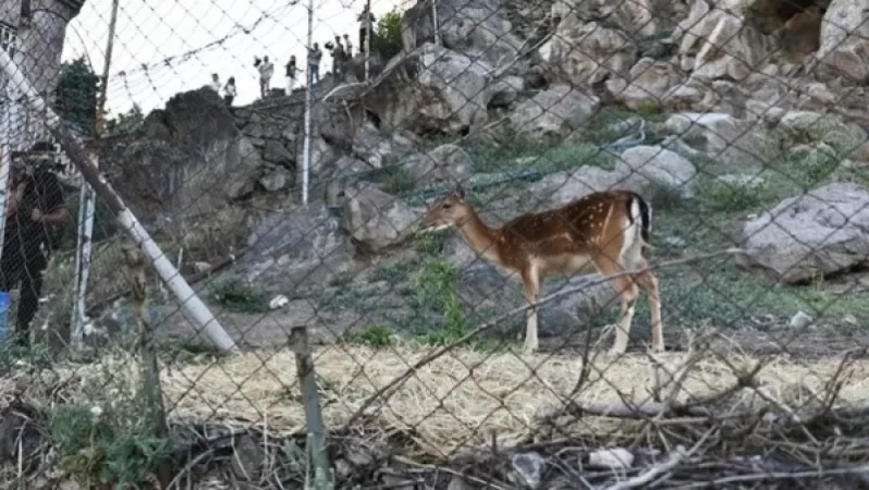 Կենդանաբանական այգում եղնիկն անկել է կոկորդը պոլիէթիլենային տոպրակներով խցանվելու հետևանքով