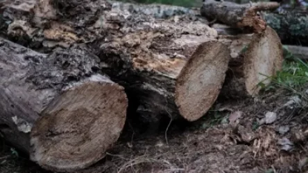 Ալավերդու պարեկային ոստիկանները ապօրինի ծառահատման դեպք են բացահայտել