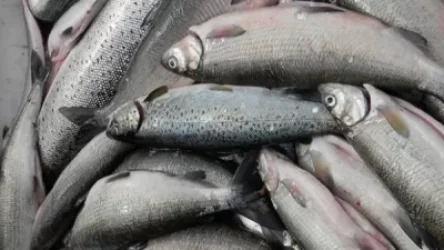 Բնապահպանության և ընդերքի տեսչական մարմինը արձանագրել է իրավախախտման 17 դեպք