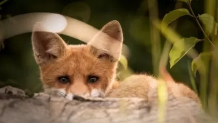 Կորոնավիրուսի պատճառով Մոսկվայում սկսվել է վայրի կենդանիների որս