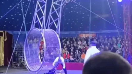 ՏԵՍԱՆՅՈՒԹ. Ինչպես է Բրազիլացի ակրոբատը ելույթի ժամանակ բարձրությունից ընկնում ցած