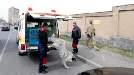 Նորություններ՝ Երեւանում անապաստան շների խնդրի լուծման վերաբերյալ․ Հակոբ Կարապետյան